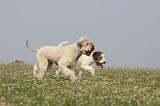 LAGOTTO 080